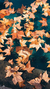 20 fall iphone wallpapers for 2022