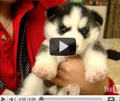 We specialize in breeding top quality pets that you will be proud of. Pin On Dog Videos