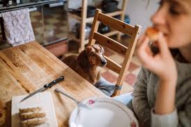 can dogs eat bread types risks dogster