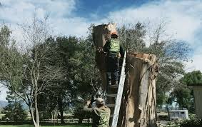 Is a full service tree care company serving santa barbara, goleta, carpinteria, montecito and summerland. Santa Barbara Tree Service Expert Trimming And Removal