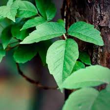 how to clean poison ivy off clothes