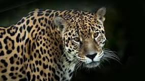 siyah-jaguar-ne-demek