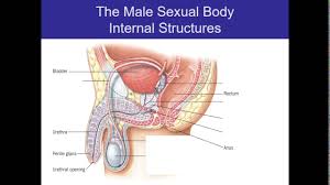 This allows to clearly see the anatomy behind it. Human Sexuality Ch 2 Male Anatomy Cont D Youtube