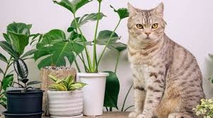 Your Cat Away From Your Indoor Garden