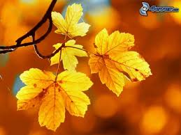 Resultado de imagen para otoño hojas amarillas