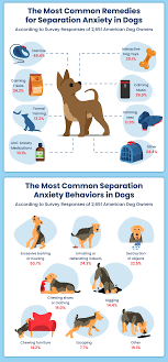 separation anxiety in dogs dog owners