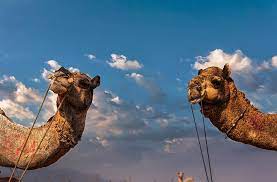 The famous pushkar camel fair of rajasthan, india is a huge camel trade fair. An Insider S Guide To The Pushkar Camel Fair G Adventures