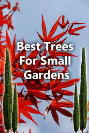 25 Trees Suitable For Small Gardens