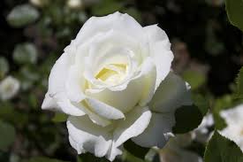 what white roses mean and how to grow them