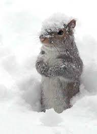 Image result for pictures of covered wintertime with squirrel and a bear