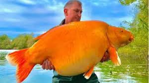 angler lands one of world s largest