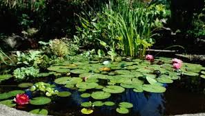 How To Build A Pond On A Slope Ehow Uk