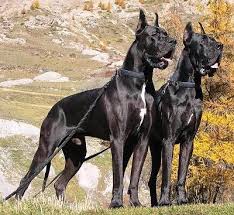 Price can be an indication towards the quality of the puppies breed lines and the breeders reputation. Everything About Your Great Dane Luv My Dogs