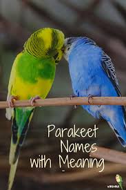 parakeet names 335 naming ideas kidzable