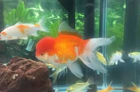 Oranda Goldfish Oranda Fancy Goldfish Information And Care