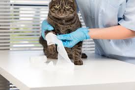 Something these sorry cats have definitely learnt the hard way. Cat Stung By Bee Or Wasp What You Need To Know Hills Pet