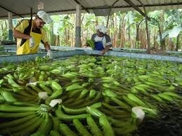 Box 6902, kampala, uganda, east africa. Banana Conflict Continues In Costa Rica Q Costa Rica