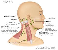 Location Of Lymph Nodes On Face And Neck Good To Know For