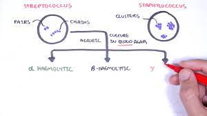 microbiology streptococcus species