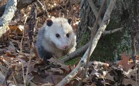 Maybe you would like to learn more about one of these? The Opossum Our Marvelous Marsupial Oakland County Blog