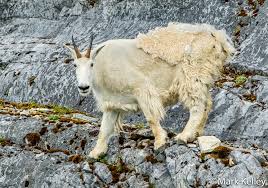 Mountain Goat Glacier Bay National