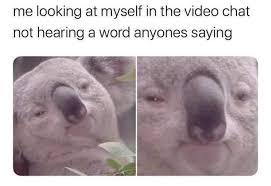 The site is popular for those who study online. Koalas On The Video Chat Zoom Know Your Meme