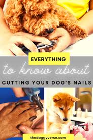 not cut my dog s nails