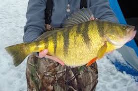 Perch Length To Weight Conversion Chart Cool Stuff