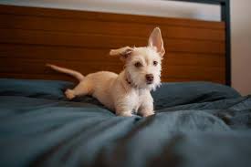 how to clean pet urine out of a mattress