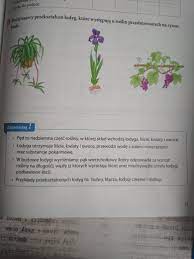 Podaj nazwy przekształceń łodyg, które występują u roślin przedstawionych  na rysunkach - Brainly.pl
