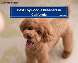 best toy poodle breeders in california