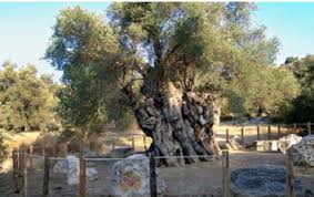 the oldest olive trees in the world