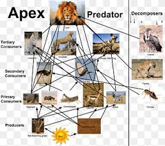 Decomposer's job is to break down dead plants and animals since producers would not be able to grow therefore the consumers won't have any food and ecosystem to live in. Gobi Desert Food Web Food Chain Biome Food Chin Food Recipe Cross Png Pngwing