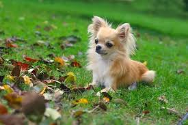 long haired chihuahua a small and