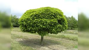Der birnbaum gehört zu den klassikern unter den obstbäumen und darf in keinem garten fehlen. Welche Pflanzen Stehen Gerne Im Schatten