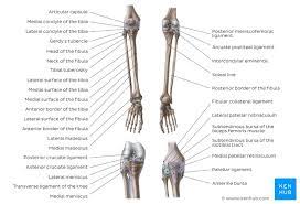When you stand or walk, all the weight of your upper body rests on them. Leg And Knee Anatomy Bones Muscles Soft Tissues Kenhub