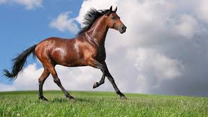 horses the wings of mankind daily sabah