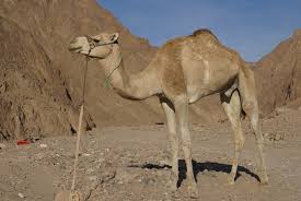 Come in, learn the word translation camel and add them to your flashcards. Dromedary Wikipedia
