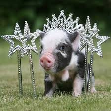 Image result for pigs