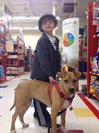 Xena the Warrior Puppy, rescued from abuse, helps 8-year-old boy with autism
