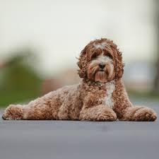 at what age do labradoodles calm down