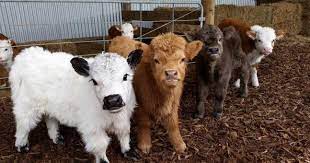 mini cows are adorable but do they