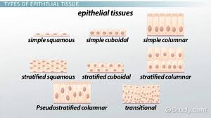 Epthelial Tissue Diagram Reading Industrial Wiring Diagrams