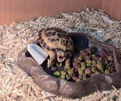 best substrate for russian tortoise in