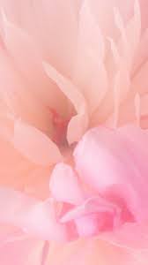 Blooming Pink Flower iPhone 6 Wallpaper ...