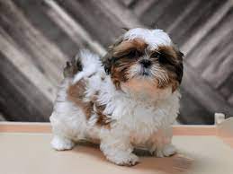 Before bringing home your shih tzu puppy. Shih Tzu Dog Male Red White 2680871 Petland Racine Wi