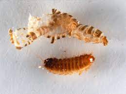 identifying carpet beetle larvae skins