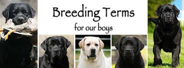Dog Progesterone And Breeding Information