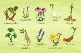10 healing herbs with cinal benefits