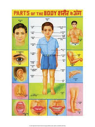 Indian Educational Chart Parts Of The Body